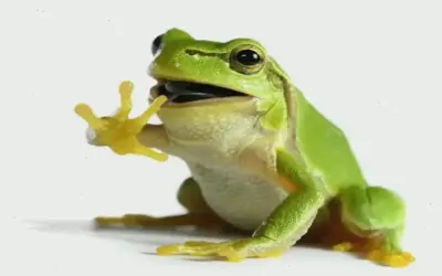 Khám Phá Ngay Hình Ảnh Độc Đáo Về Con Ếch Hấp Dẫn!