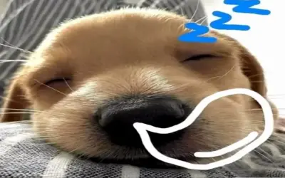 Khám Phá Hình Avatar Chó Con Dễ Thương, Độc Nhất Và Hấp Dẫn!