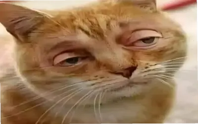 Avatar Mèo Hài Hước Độc Đáo, Nhấp Để Cười Thả Ga!