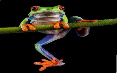 Khám phá Hình con Ếch đẹp, độc đáo và thôi thúc nhấp chuột ngay!