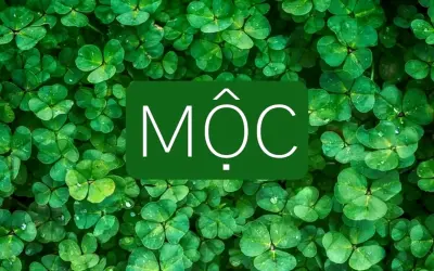 Khám Phá Hình Nền Cỏ Bốn Lá Độc Đáo Cho Mệnh Mộc Ngay!