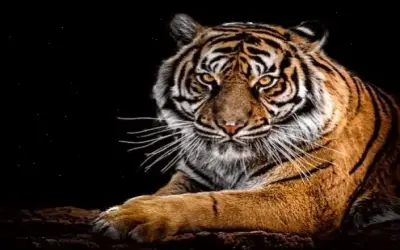 Hình Nền Con Hổ Đẹp, Độc Nhất, Hấp Dẫn Và Thôi Thúc Nhấp Chuột!