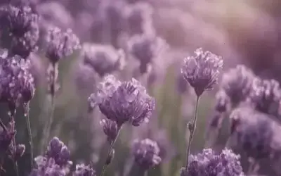 Khám phá hình nền máy tính với hoa tím huyền ảo, độc đáo và cuốn hút!