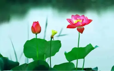 Khám Phá Bộ Sưu Tập Hình Nền Hoa Sen Đẹp Nhất Cho Màn Hình Của Bạn