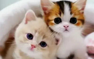 Hình Nền Mèo Đẹp: Bí Mật Để Tăng Năng Suất Làm Việc Cho Doanh Nhân