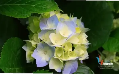 Khám Phá Hoa Cẩm Tú Cầu Đồng Quê: Vẻ Đẹp Và Lợi Ích Phát Triển Bản Thân