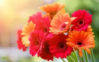 Hoa Đồng Tiền Chúc Mừng: Bí Quyết Làm Mới Không Gian Sự Kiện