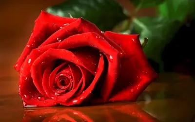 Hoa hồng trang trí tiệc cưới: Bí quyết làm đám cưới bạn mơ mộng hơn bao giờ hết