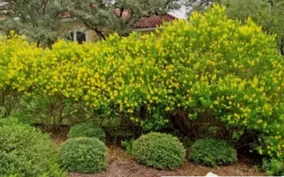 Hoa Kim Đồng: Bí Quyết Làm Đẹp Không Gian Sống Với Hoa Vàng Rực Rỡ