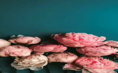 Khám Phá Vẻ Đẹp Hoa Mẫu Đơn Và Bí Quyết Phát Triển Bản Thân