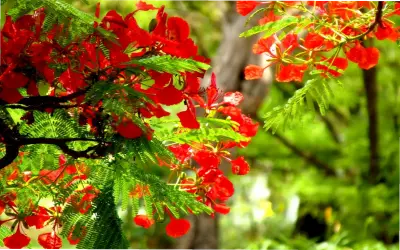 Khám Phá Hoa Phượng Vĩ: Từ Ký Ức Đến Ý Tưởng Kinh Doanh Sáng Tạo