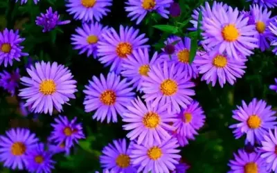 Hoa Thạch Thảo: Khám Phá Vẻ Đẹp Tím Lãng Mạn Và Ý Tưởng Trang Trí