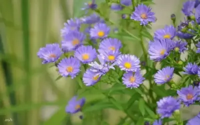 Khám Phá Vẻ Đẹp Lãng Mạn Của Hoa Thạch Thảo Tím