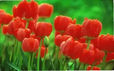 Hoa Tulip Valentine: Bí Mật Để Một Ngày Lễ Tình Nhân Hoàn Hảo