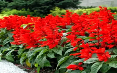 Khám Phá Hoa Xác Pháo: Hình Ảnh Đẹp Và Cách Trang Trí Cho Người Mới