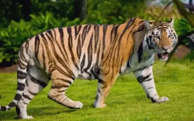 Khám Phá Hình Nền Động Vật Dễ Thương Và Các Ý Tưởng Sáng Tạo