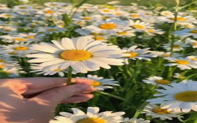 Khám Phá Cách Sử Dụng Hoa Cúc Trang Trí Đẹp Mắt Và Ấn Tượng