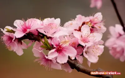 Khám Phá Cách Sử Dụng Hoa Đào Cưới Để Tạo Ấn Tượng Độc Đáo