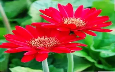 Hoa Đồng Tiền Khai Trương: Cách Chọn Và Sử Dụng Để Thu Hút May Mắn