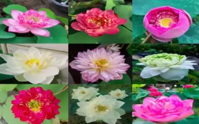 Hành trình Khám phá Hoa Sen trong Văn hóa và Nghệ thuật
