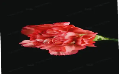 Hoa Cẩm Nhung: Bí Quyết Trang Trí Nhà Cửa Và Khu Vườn Đẹp Mê Ly