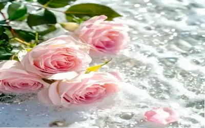 Hoa Sống Đời: Khám Phá Cách Tăng Sức Sống Và Phát Triển Bản Thân