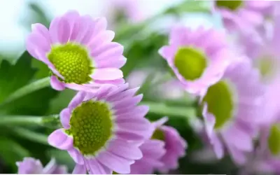 Khám Phá Cách Sử Dụng Hoa Cúc Chúc Mừng Độc Đáo Cho Gia Đình