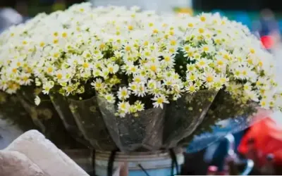 Hoa cúc họa mi 8/3