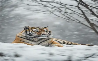 Khám Phá Bộ Sưu Tập Hình Nền Động Vật Hổ Siberia Hoang Dã