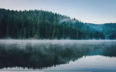 Hình Nền Rừng Thông Canada: Khám Phá Vẻ Đẹp Thiên Nhiên Hút Hồn