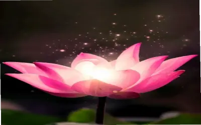 Khám Phá Vẻ Đẹp Hoa Sen Bình Minh: Hình Ảnh Ấn Tượng Và Ý Nghĩa