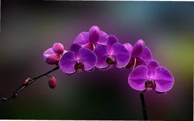 Khám Phá Vẻ Đẹp Hút Hồn Của Hoa Lan Trong Cuộc Sống Hàng Ngày
