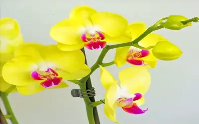 Khám Phá Bí Quyết Phong Thủy Với Hoa Lan Phong Thủy