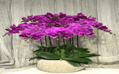 Hoa Lan Cưới: Bí Quyết Tạo Nên Lễ Cưới Hoàn Hảo Và Sang Trọng