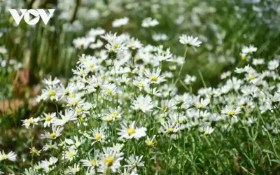 Khám Phá Vẻ Đẹp Hoa Cúc Chụp Cận Qua Những Bức Ảnh Ấn Tượng