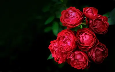 Khám Phá Vẻ Đẹp Ấn Tưởng Của Hoa Hồng Chụp Cận