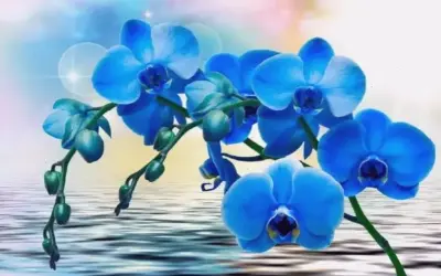 Hoa Lan Bó Hoa: Bí Quyết Làm Mới Không Gian Sống Của Bạn