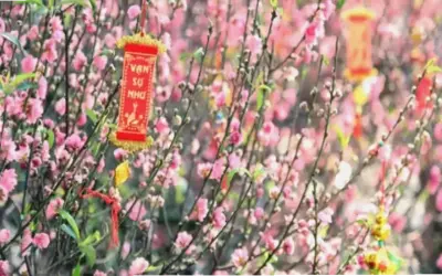 Hoa đào Nhật Tân