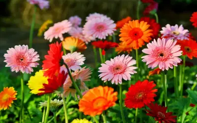 Hoa Đồng Tiền Trang Trí: Bí Quyết Làm Mới Không Gian Sống Của Bạn