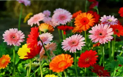 Khám Phá Hoa Đồng Tiền 8/3: Những Ý Tưởng Quà Tặng Rực Rỡ Và Độc Đáo