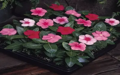 Khám Phá Hoa Dừa Cạn: Bí Quyết Thư Giãn Và Phát Triển Bản Thân