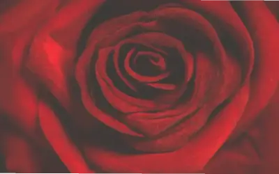 Khám Phá Vẻ Đẹp Hút Hồn Của Hoa Hồng Chụp Macro