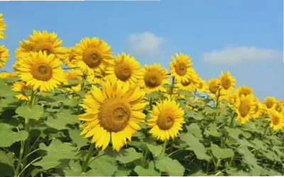 Hoa Hướng Dương Cưới: Khám Phá Cách Trang Trí Độc Đáo Cho Ngày Cưới