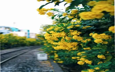 Những Điều Thú Vị Về Hoa Huỳnh Liên: Từ Vườn Quê Đến Trang Trí Nhà