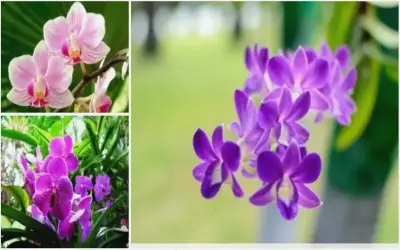 Khám Phá Hoa Lan Nở Rộ: Bí Quyết Làm Đẹp Không Gian Sống Của Bạn