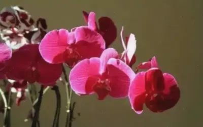 Hoa Lan Tết: Hướng Dẫn Chọn Loài Đẹp Và Ý Nghĩa Nhất