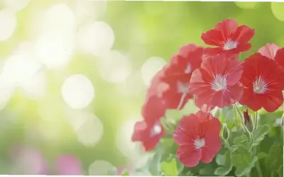 Khám Phá Vẻ Đẹp Của Hoa Phong Lữ: Màu Sắc Và Cách Trồng