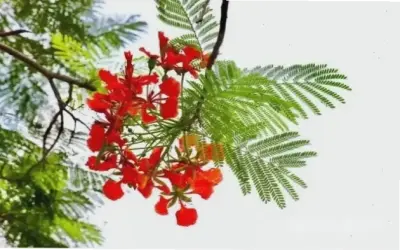 Khám Phá Hoa Phượng: Từ Hình Ảnh Đỏ Rực Đến Ký Ức Học Trò