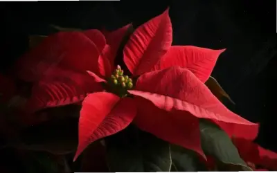 Hoa Trạng Nguyên: Bí Quyết Để Thành Công Và Phát Triển Bản Thân