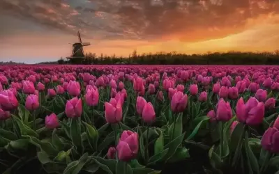 Khám Phá Hoa Tulip: Từ Hà Lan Đến Đà Lạt Và Ý Nghĩa Đặc Biệt